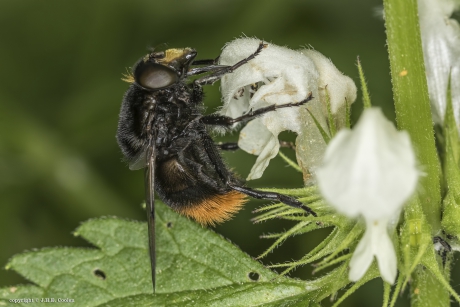 Grote narcisvlieg (Merodon equestris)