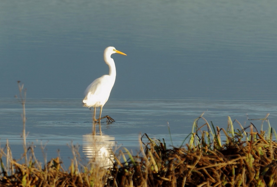 grote zilverreiger - Vogels - grote zilverreiger