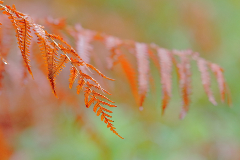 hangend rood - Planten - 