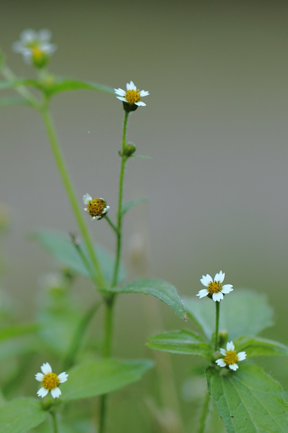 harig knopkruid - Planten - harig knopkruid