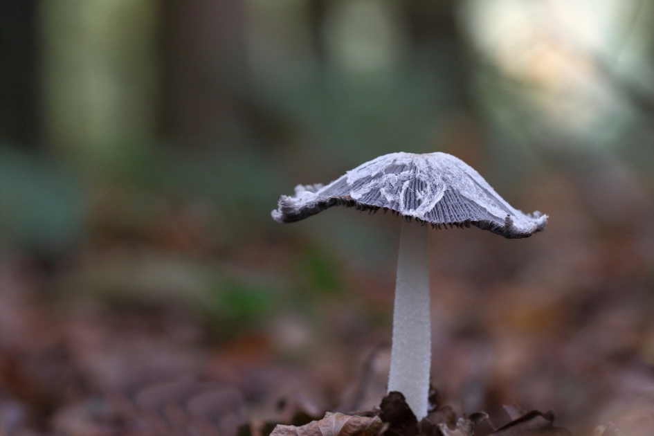 hazenpootje - Schimmels - hazenpoot