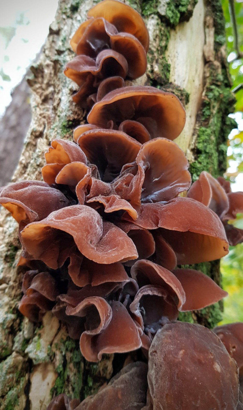 Heel veel (judas) oren. - Schimmels - Judasoor