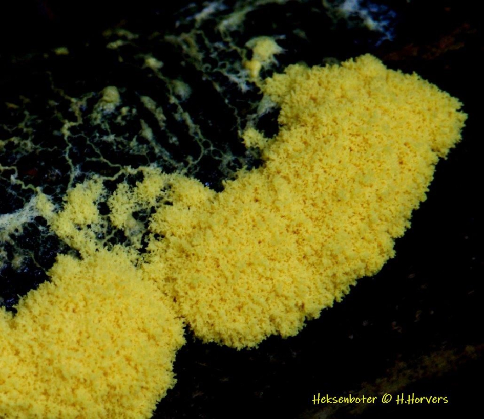 Heksenboter - Schimmels - Heksenboter