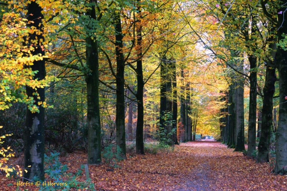 Herfst.1 - Weer en landschap - Herfstkleuren