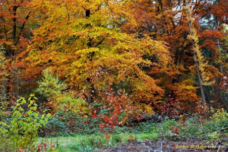 Herfst.2