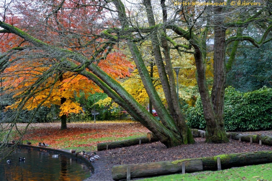 Herfst -Wilhelminapark-Tilburg - Weer en landschap - Herfstkleuren