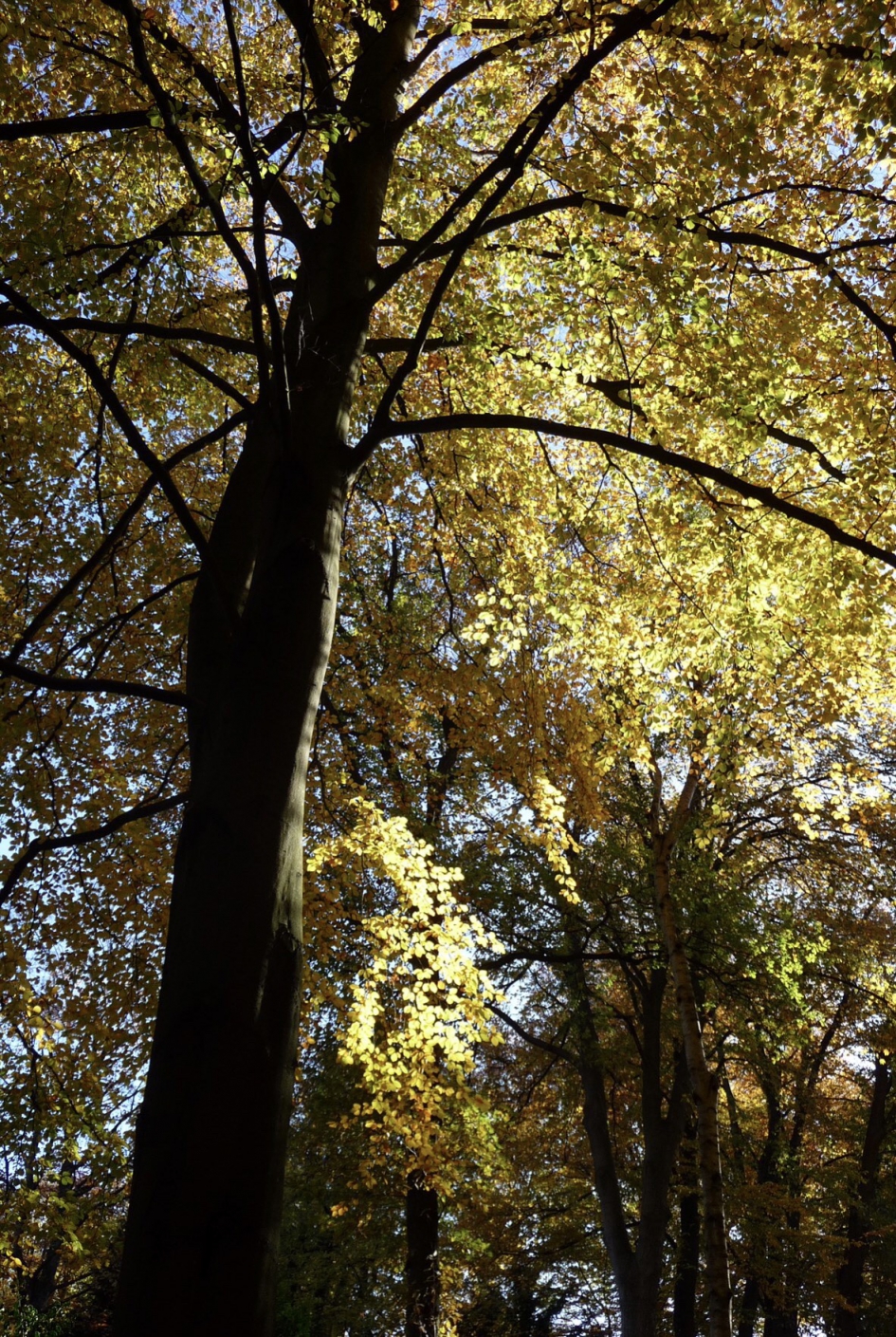 Herfst 2 - Weer en landschap - 