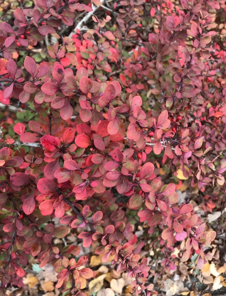 Herfst
