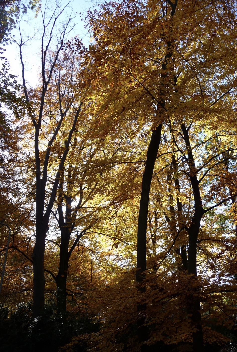 Herfst - Weer en landschap - 