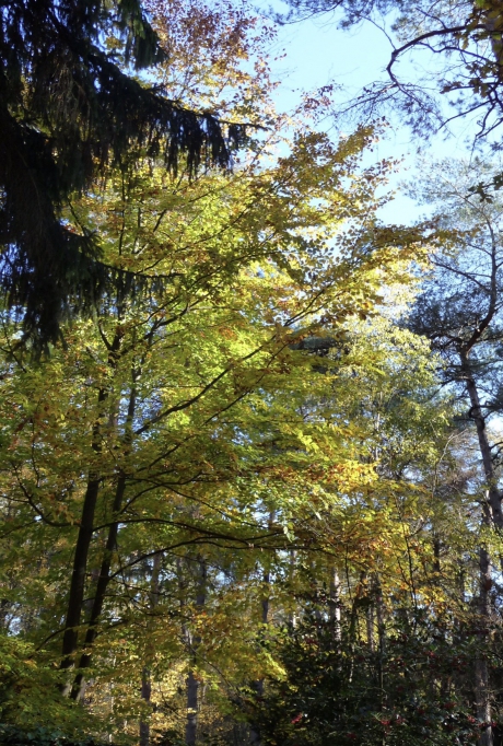 Herfst 3