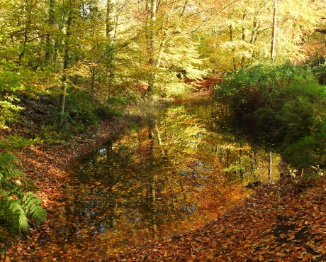 Herfst, wat ben je mooi !!