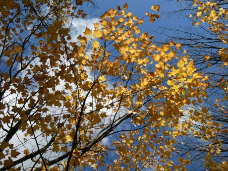 Herfstbladeren