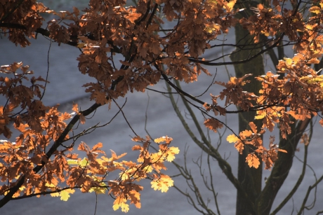 Herfstkleuren