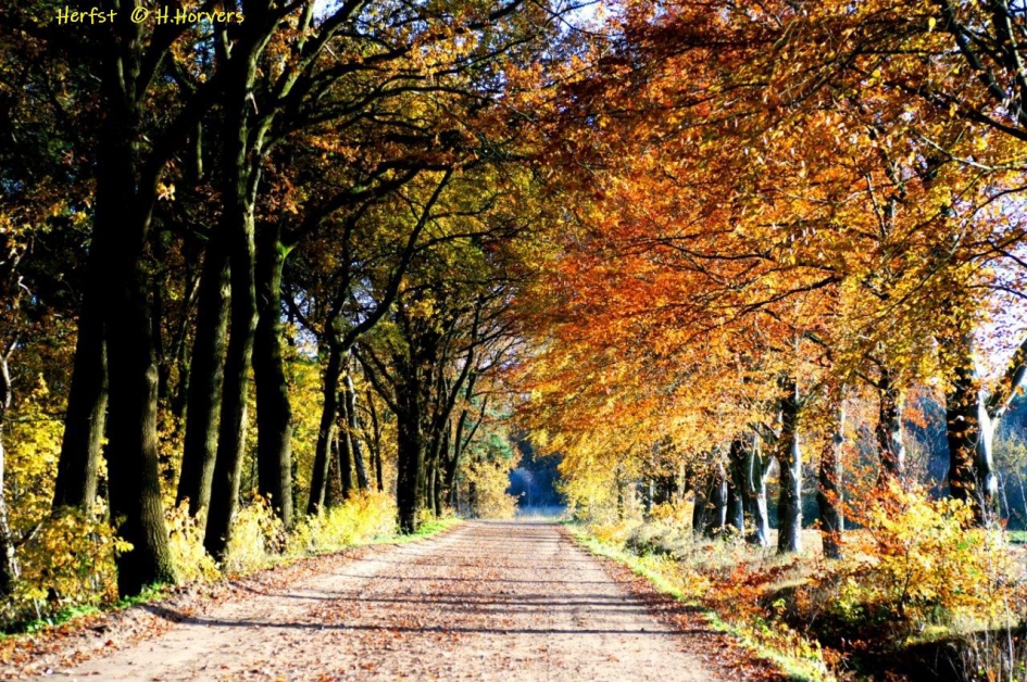 Herfstkleuren in het zonnetje - Weer en landschap - Herfstkleuren