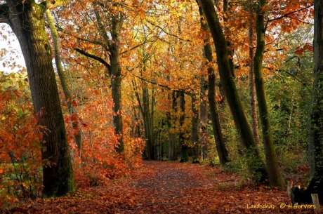 Herfstlandschap
