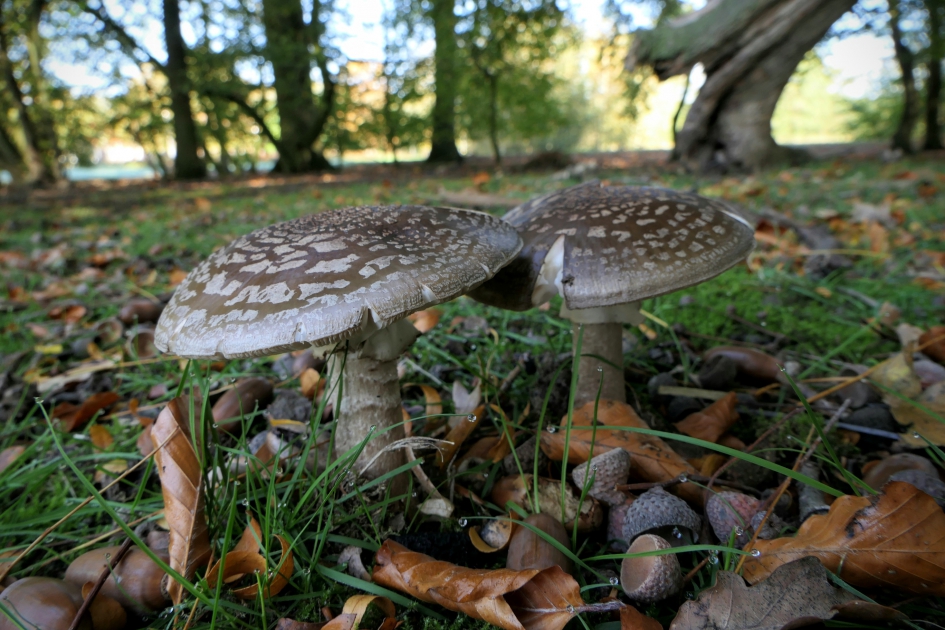 Herfstplaatje. - Schimmels - Paddenstoelen