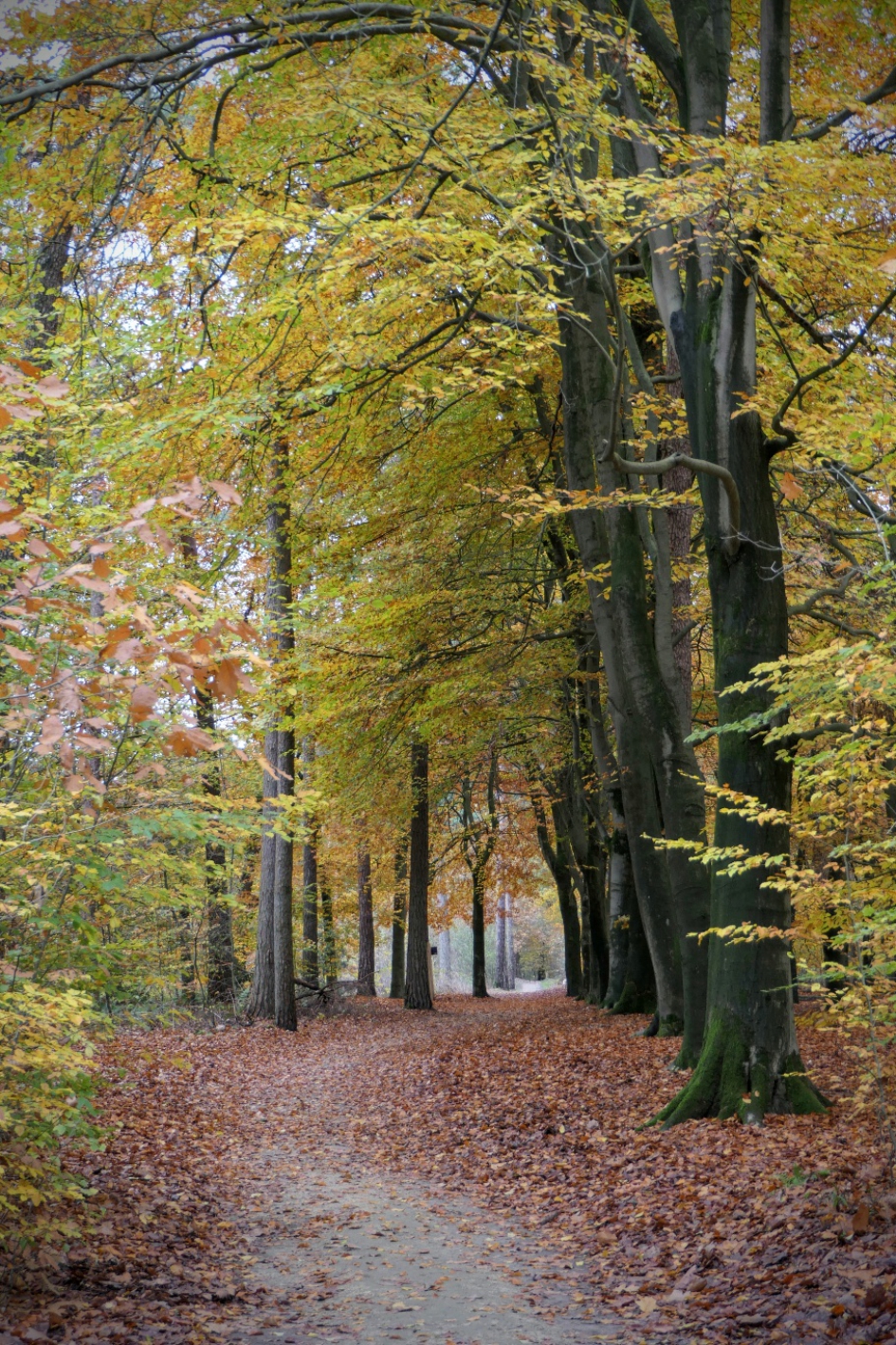 Herfstplaatje. - Weer en landschap - 