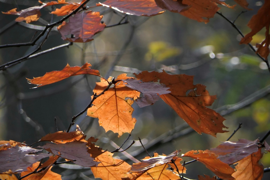 Herfstplaatje. - Planten - 