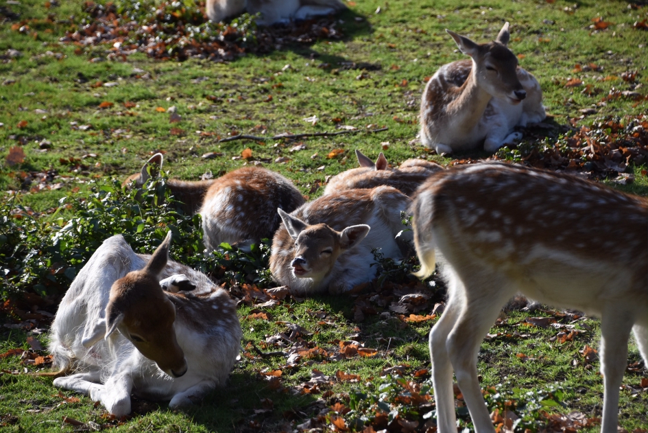 Hertenkamp - Zoogdieren - 
