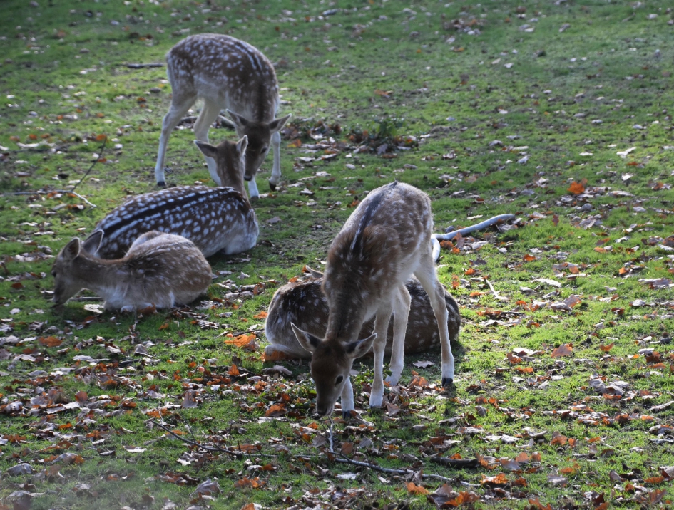Hertenkamp - Zoogdieren - 