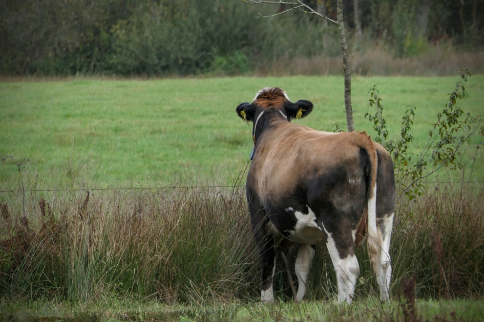 Het gras is altijd groener..... - Zoogdieren - Koe