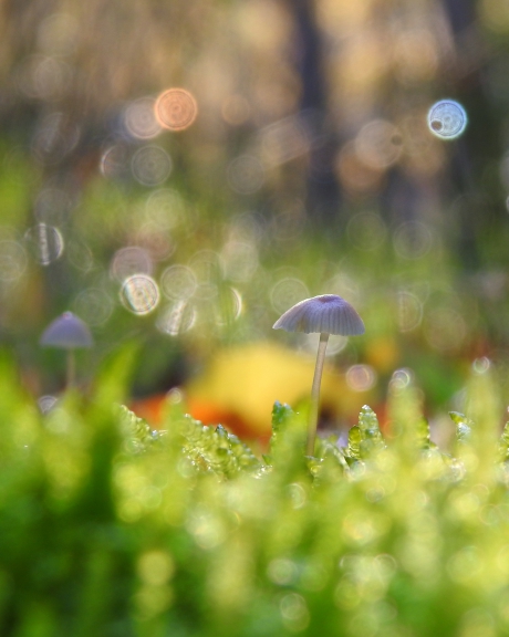 Het regent sterretjes