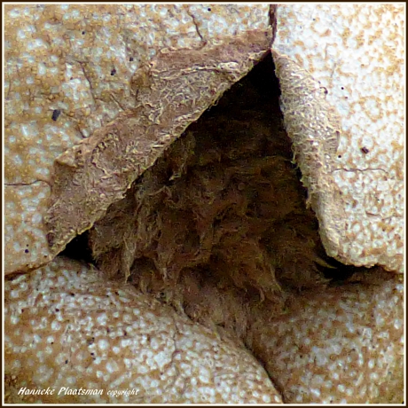 Hier zijn de sporen nog iets beter te zien.