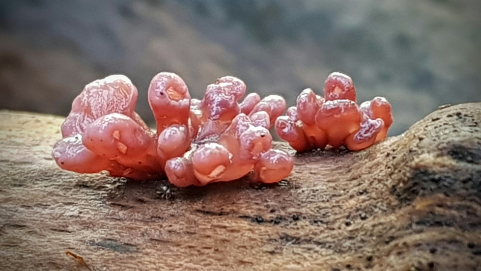 Hoe val ik op? - Schimmels - Paarse knoopzwam