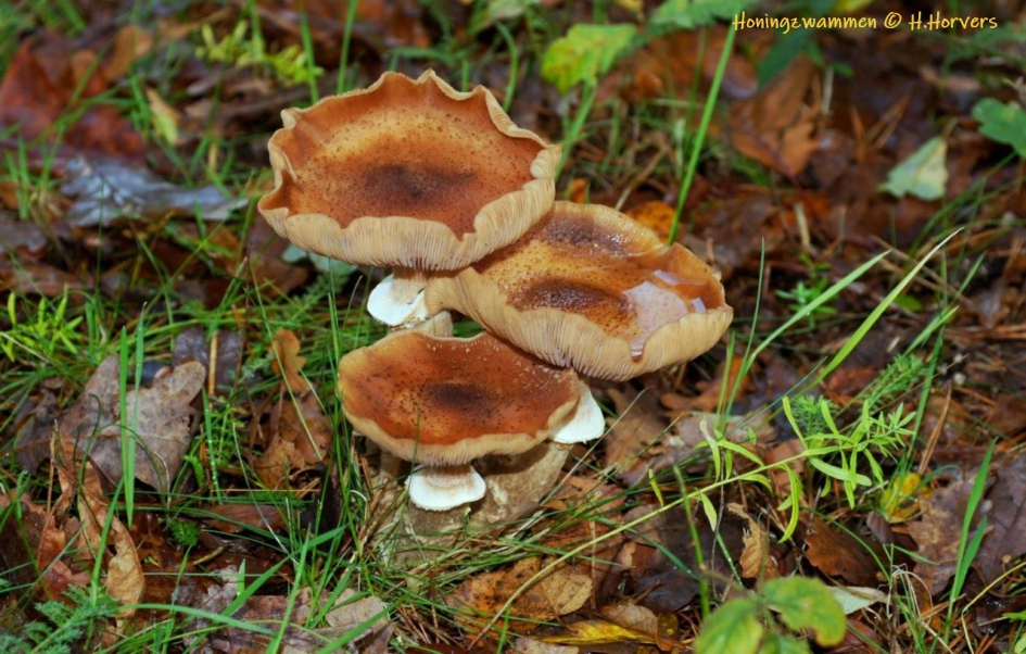 Honingzwammen - Schimmels - Honingzwammen