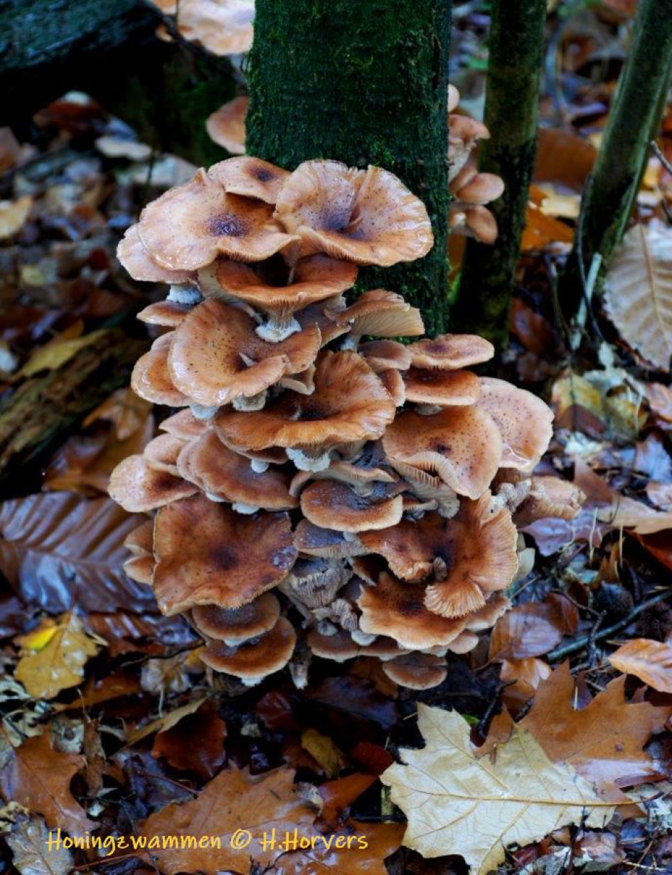 Honingzwammen op boom - Schimmels - Honingzwammen