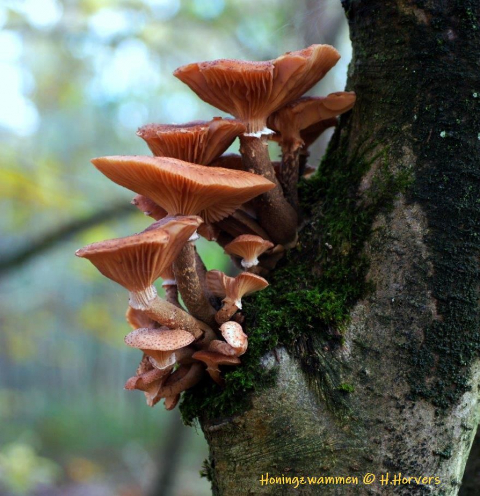 Honingzwammen op boom - Schimmels - Honingzwammen