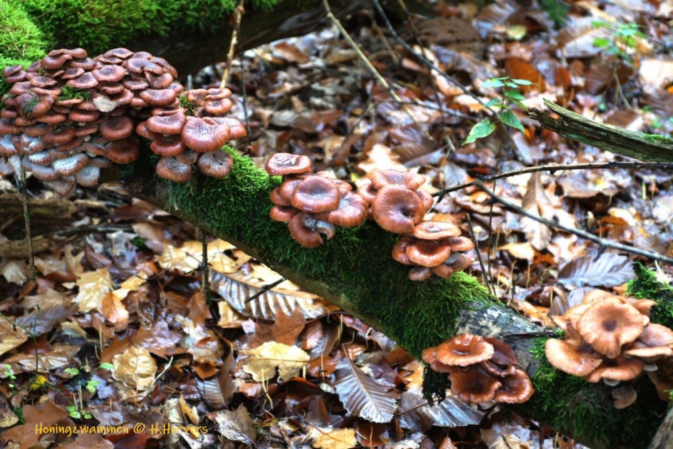 Honingzwammen op boomstam - Schimmels - Honingzwammen op boomstam