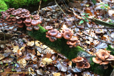 Honingzwammen op boomstam