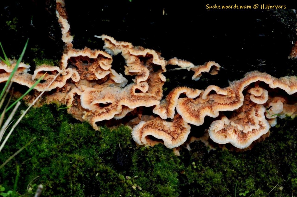 Houtzwammen, Spekzwoerdzwam - Schimmels - Spekzwoerdzwam