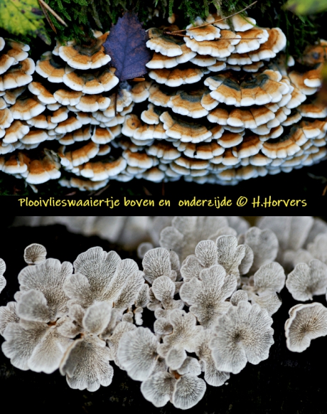 Houtzwammetjes - Boven en onderzijde