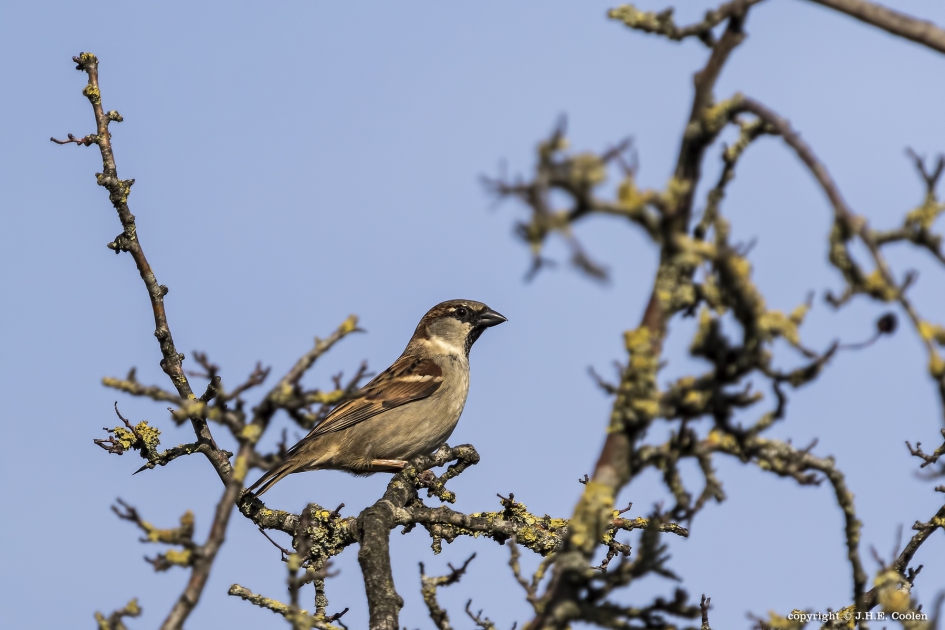 Huismus (Passer domesticus) - Vogels - Huismus