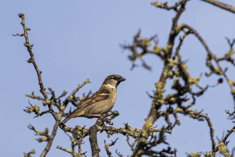 Huismus (Passer domesticus)