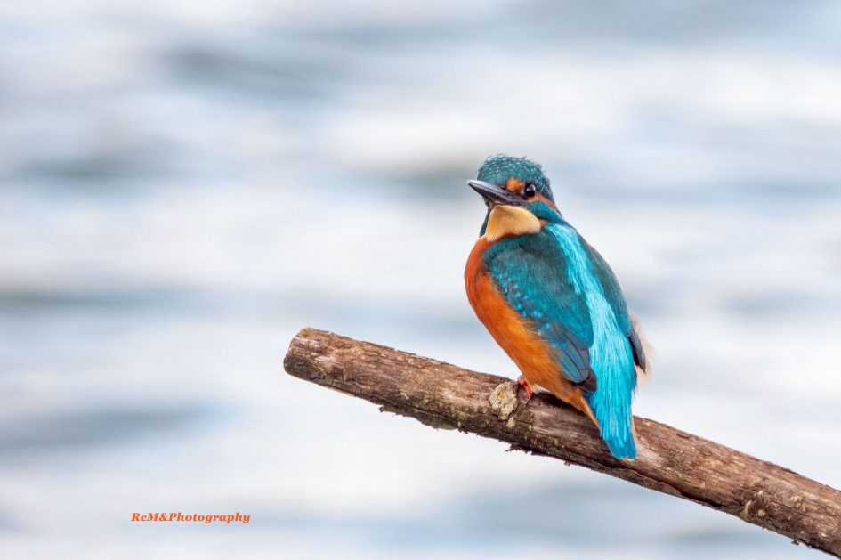 IJsvogel. - Vogels - IJsvogel.