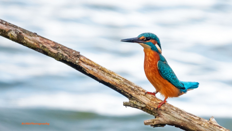 IJsvogel. - Vogels - IJsvogel.