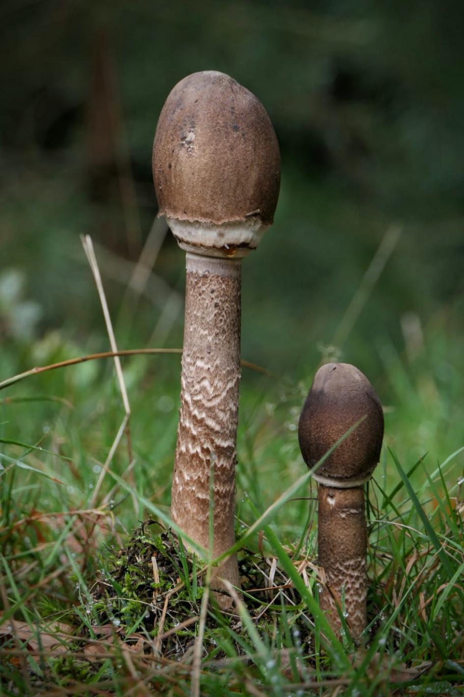 Ik ben groot...... - Schimmels - Grote parasolzwam