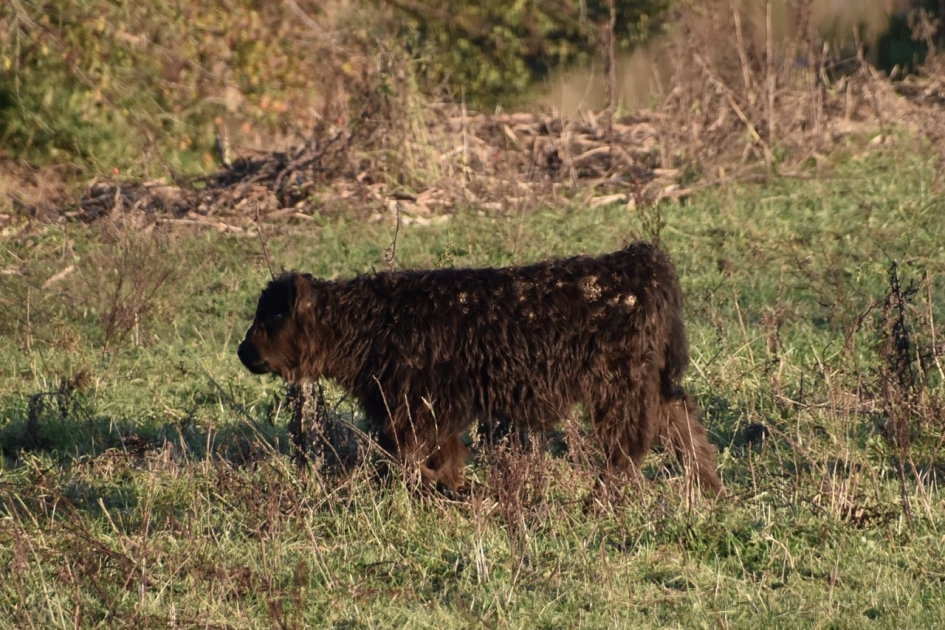 Ik ben nog klein - Zoogdieren - Galloway