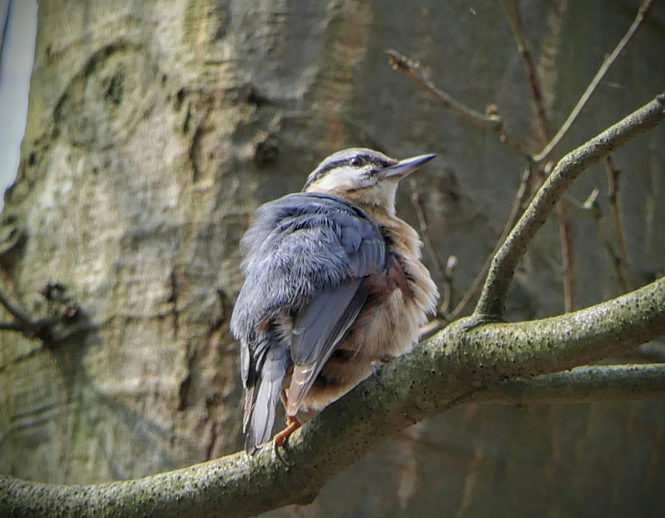 Ik doe alvast m'n bontjas aan. - Vogels - Boomklever
