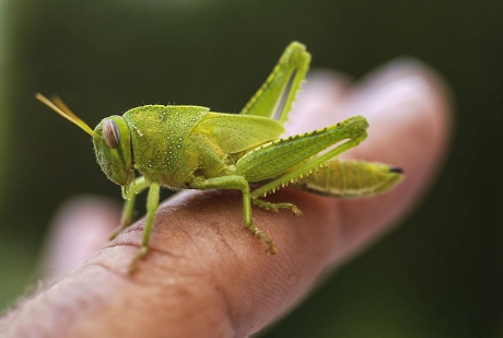 Ik heb hem al tam nu nog leren praten