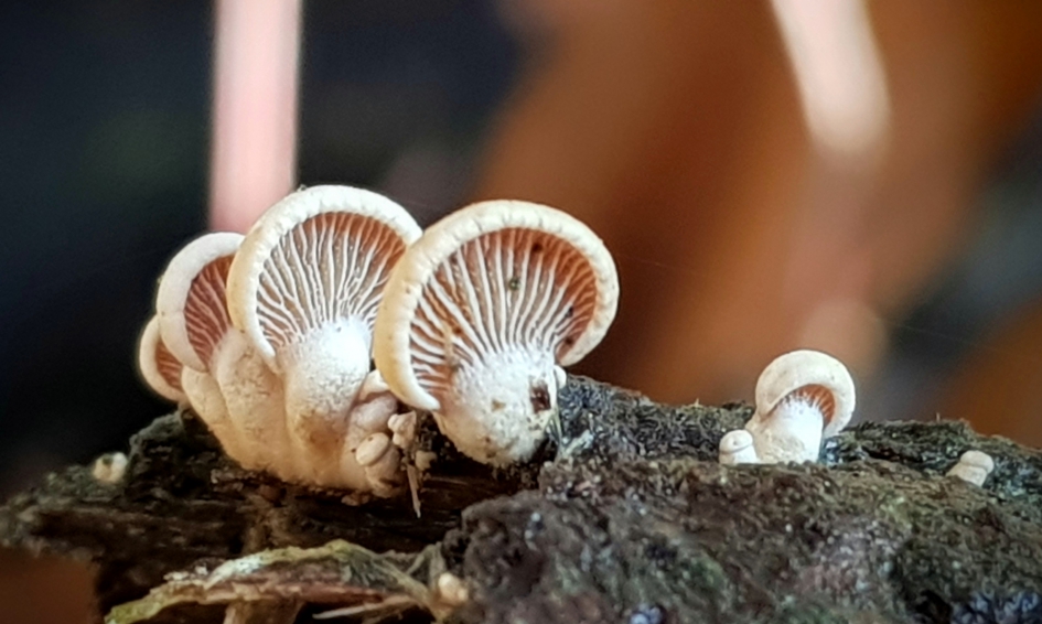 Ik heb ze allemaal op een rijtje. - Schimmels - Dennenschelpzwam