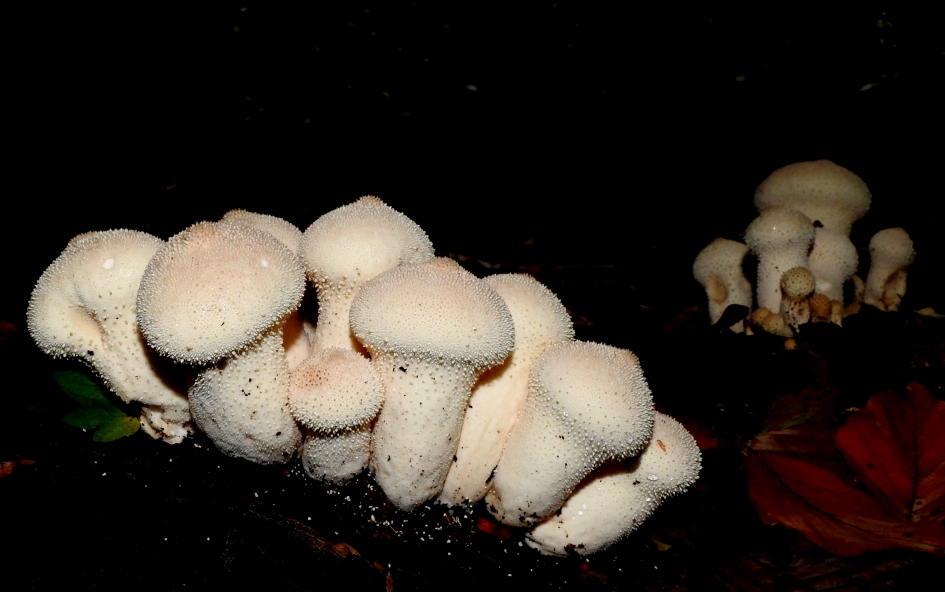 In de spotlights - Schimmels - Parelstuifzwam