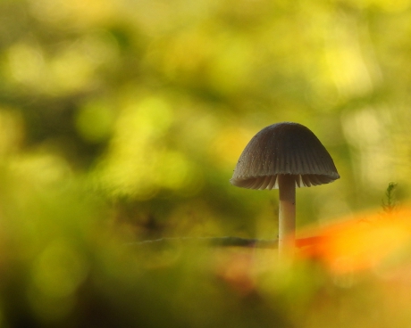 In een wolk van herfstkleuren