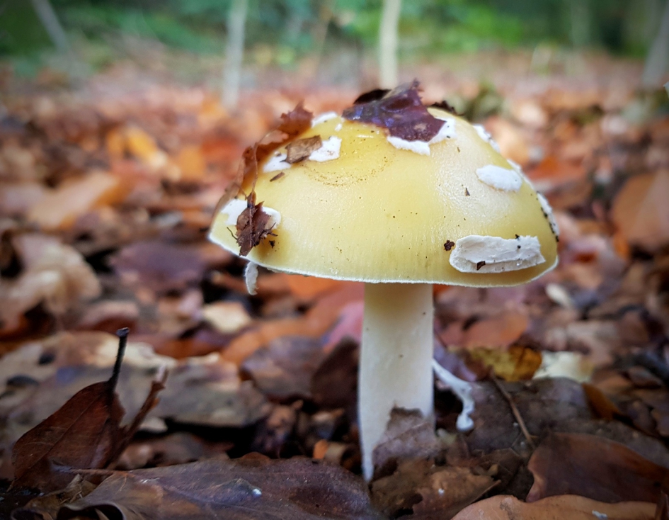 In het geel deze keer. - Schimmels - Narcis amaniet.