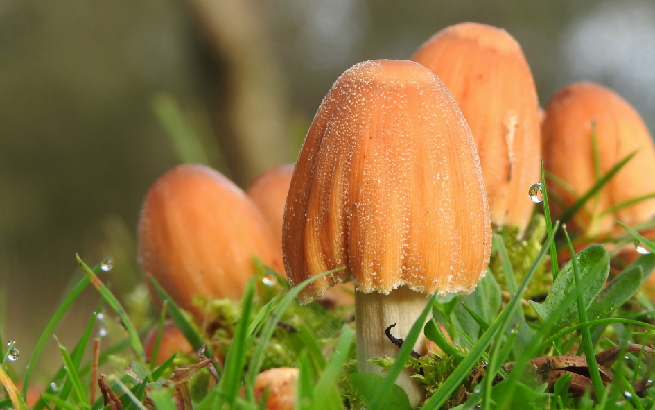 In het natte gras - Schimmels - Gewone glimmerinktzwam