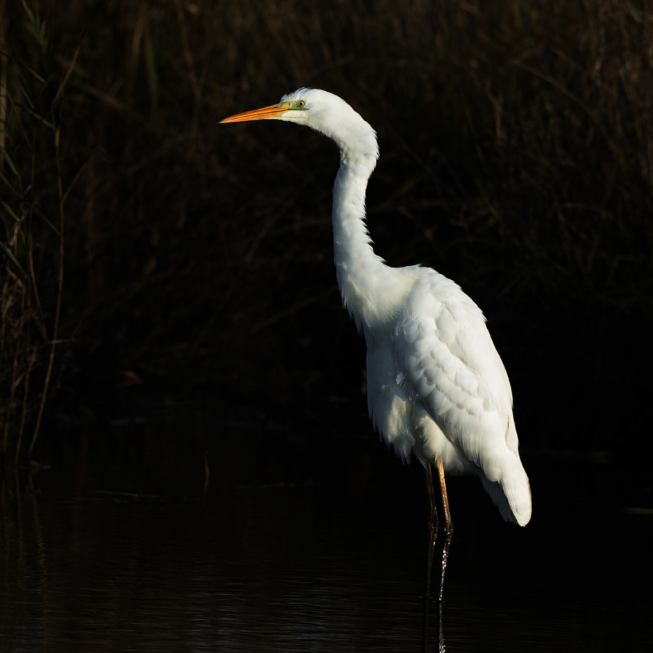 Into the light ... - Vogels - Grote Zilverreiger