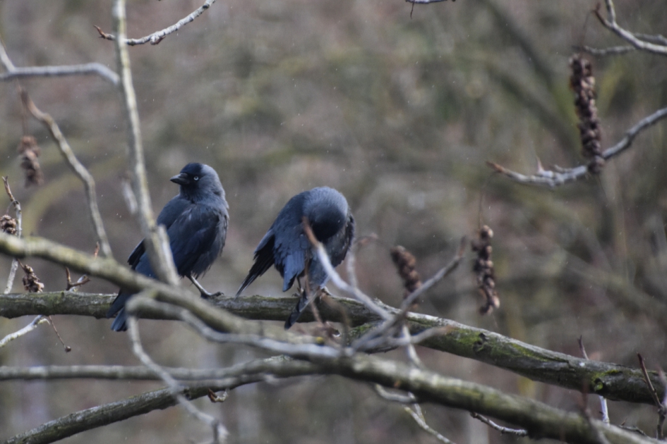 Kauwen - Vogels - 